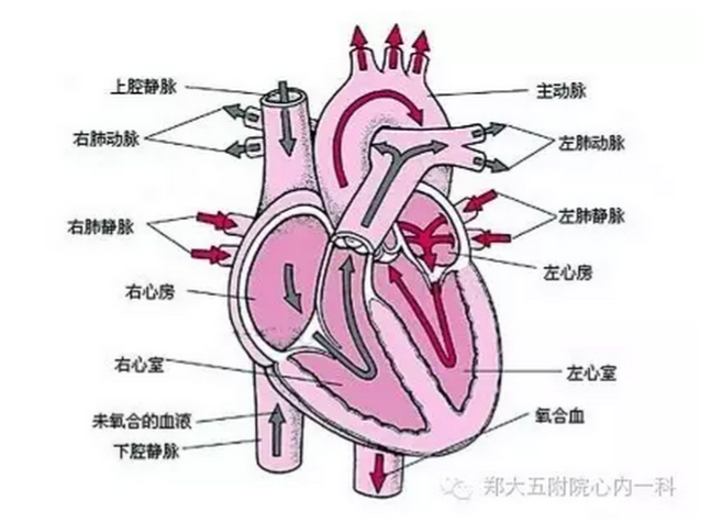 在右心房室和左心房室之间各有一组房室瓣,分别叫三尖瓣和二尖瓣.