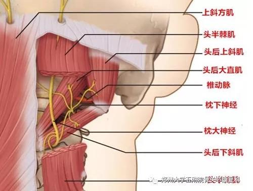 枕大神经与颈部肌肉的关系