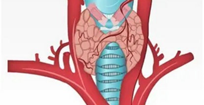 科学认识甲状腺结节：是“敌”是“友”？关键看这几点！